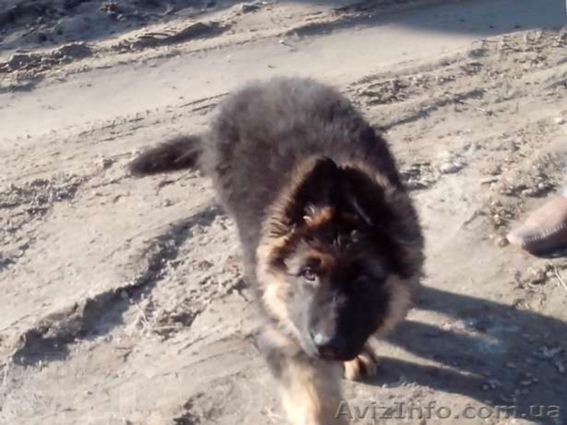  Немецкая родословная овчарка со всеми документами  - <ro>Изображение</ro><ru>Изображение</ru> #2, <ru>Объявление</ru> #1085592