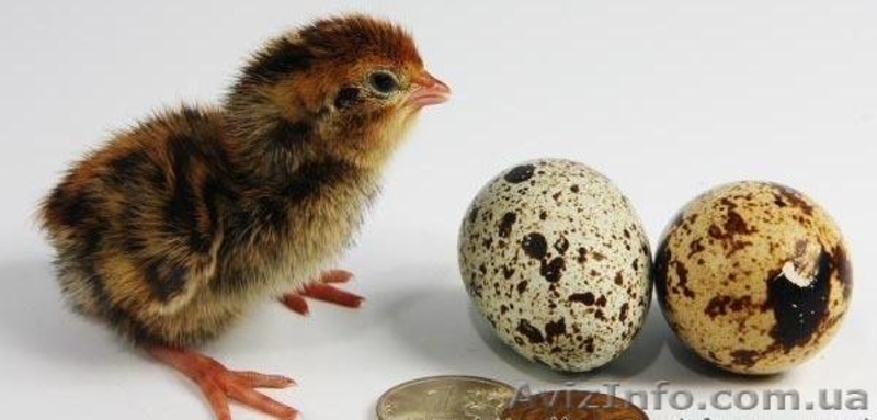 Перепелиные яйца, суточные перепела опт - <ro>Изображение</ro><ru>Изображение</ru> #2, <ru>Объявление</ru> #1090928