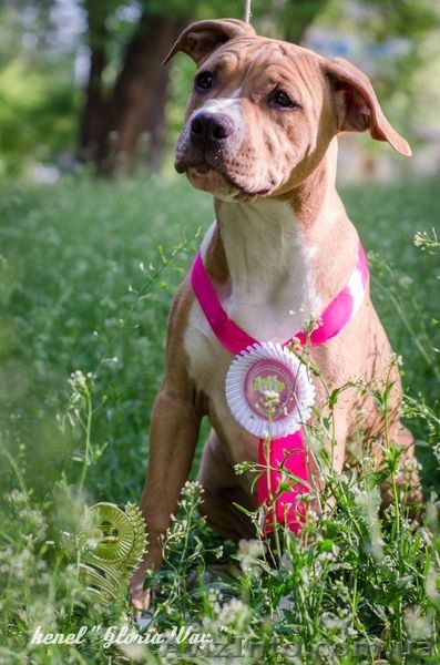 Милая девочка АСТ Стафф Терьер - <ro>Изображение</ro><ru>Изображение</ru> #1, <ru>Объявление</ru> #1091435