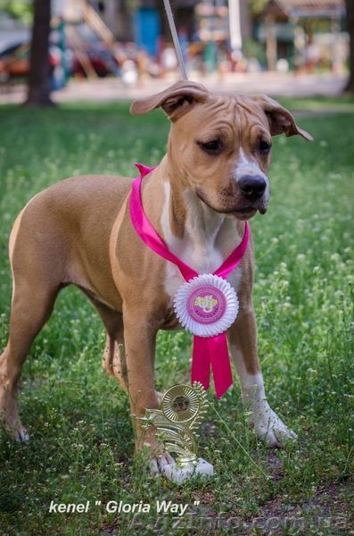 Амстафф с Питомника  - <ro>Изображение</ro><ru>Изображение</ru> #5, <ru>Объявление</ru> #1089752