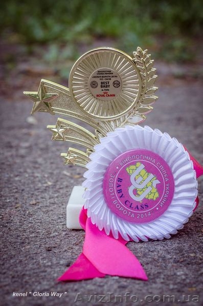 Амстафф с Питомника  - <ro>Изображение</ro><ru>Изображение</ru> #2, <ru>Объявление</ru> #1089752