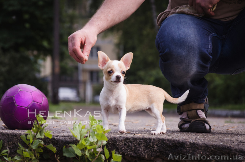 Щенки чихуахуа  чихуахуа  - <ro>Изображение</ro><ru>Изображение</ru> #2, <ru>Объявление</ru> #1092620