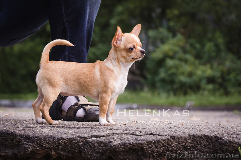 Щенки чихуахуа  чихуахуа  - <ro>Изображение</ro><ru>Изображение</ru> #3, <ru>Объявление</ru> #1092620