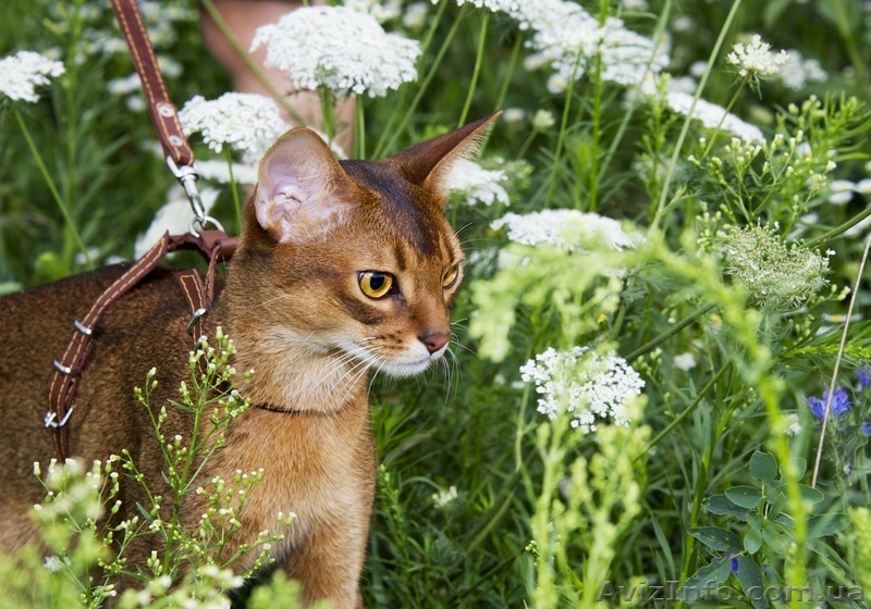 Абиссинский кот для вязок - <ro>Изображение</ro><ru>Изображение</ru> #3, <ru>Объявление</ru> #824717