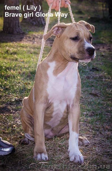 Продаются эксклюзивные щенки стаффордширского терьера. - <ro>Изображение</ro><ru>Изображение</ru> #4, <ru>Объявление</ru> #370625