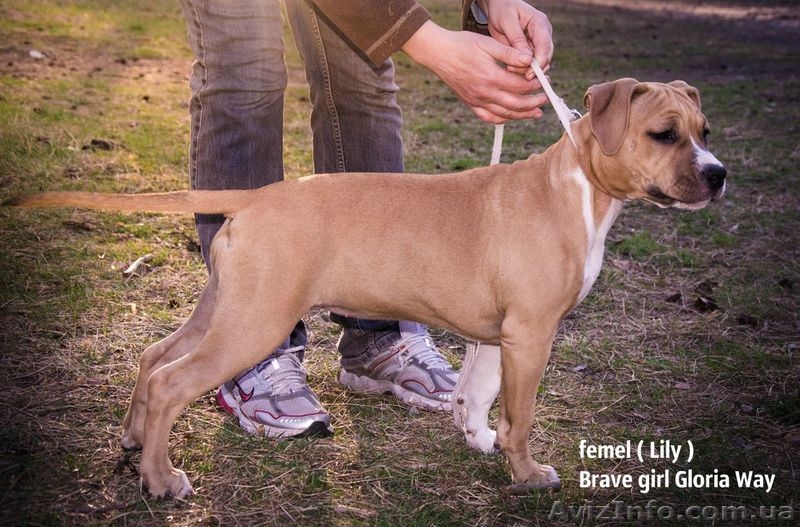 Очаровательный щенок Американского Стаффордширского Терьера., Киев - <ro>Изображение</ro><ru>Изображение</ru> #3, <ru>Объявление</ru> #214352