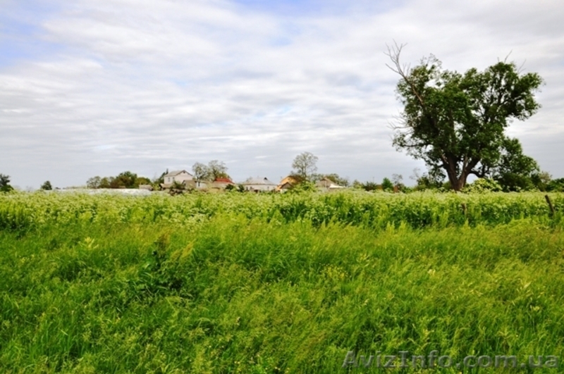 Продам 8 соток в с. Рогозов Бориспольский р-н - <ro>Изображение</ro><ru>Изображение</ru> #2, <ru>Объявление</ru> #1089512