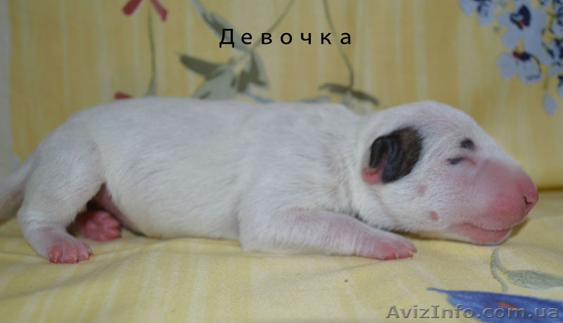 Продаются щенки английского бультерьера - <ro>Изображение</ro><ru>Изображение</ru> #7, <ru>Объявление</ru> #1091058