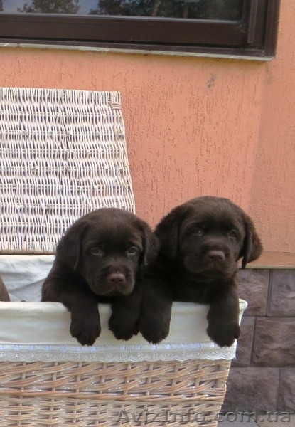 Элитные щенки лабрадора с шоу перспективой - <ro>Изображение</ro><ru>Изображение</ru> #5, <ru>Объявление</ru> #1096395