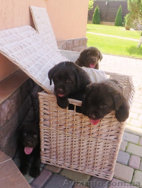 Элитные щенки лабрадора с шоу перспективой - <ro>Изображение</ro><ru>Изображение</ru> #2, <ru>Объявление</ru> #1096395