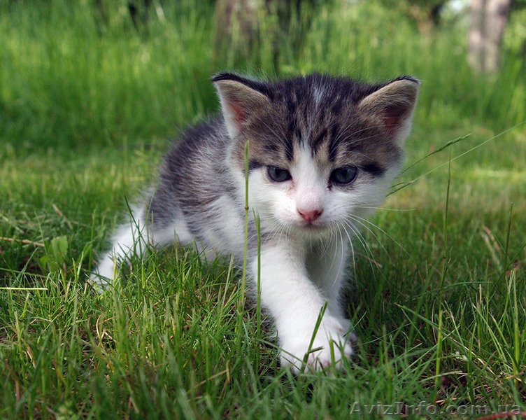 Отдам котенка-мальчика в добрые руки (возраст - 1 месяц) - <ro>Изображение</ro><ru>Изображение</ru> #2, <ru>Объявление</ru> #1097746