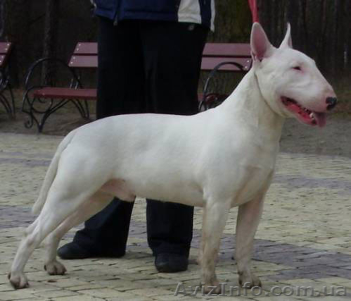 Продаются щенки английского бультерьера - <ro>Изображение</ro><ru>Изображение</ru> #3, <ru>Объявление</ru> #1091058