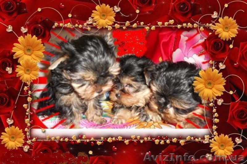 Щеночки Йоркширского терьера клуб - <ro>Изображение</ro><ru>Изображение</ru> #2, <ru>Объявление</ru> #1097136