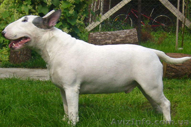 Продаются щенки английского бультерьера - <ro>Изображение</ro><ru>Изображение</ru> #4, <ru>Объявление</ru> #1091058