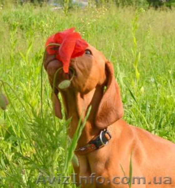 Щенок венгерской легавой - <ro>Изображение</ro><ru>Изображение</ru> #2, <ru>Объявление</ru> #1099674