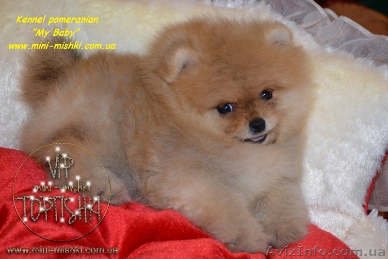 Эксклюзивные щенки карликового померанского шпица Тип-Мишки VIP-Classa - <ro>Изображение</ro><ru>Изображение</ru> #3, <ru>Объявление</ru> #1109542