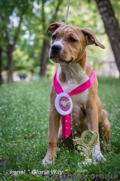 Супер щеноки девочка  Ам. Стаф. Терьера - <ro>Изображение</ro><ru>Изображение</ru> #2, <ru>Объявление</ru> #296751