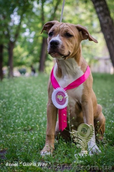 Элитная девочка Американского Стаффордширского Терьера. - <ro>Изображение</ro><ru>Изображение</ru> #3, <ru>Объявление</ru> #1098102