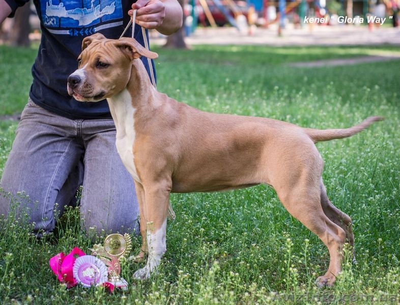 Супер щеноки девочка  Ам. Стаф. Терьера - <ro>Изображение</ro><ru>Изображение</ru> #4, <ru>Объявление</ru> #296751