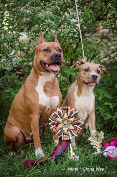 Элитная девочка Американского Стаффордширского Терьера. - <ro>Изображение</ro><ru>Изображение</ru> #1, <ru>Объявление</ru> #1098102