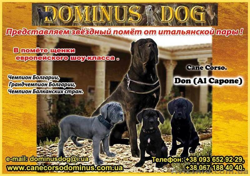 Кане Корсо щенки. Помёт от итальянской пары Чемпионов 093 652 92 29 - <ro>Изображение</ro><ru>Изображение</ru> #1, <ru>Объявление</ru> #1099564