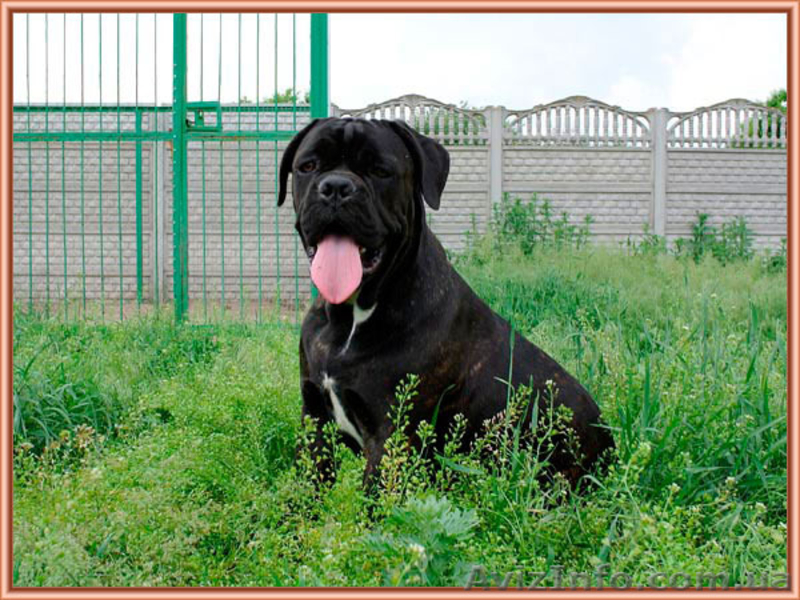 Кане Корсо щенки. Помёт от итальянской пары Чемпионов 093 652 92 29 - <ro>Изображение</ro><ru>Изображение</ru> #2, <ru>Объявление</ru> #1099564