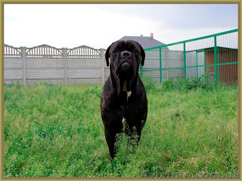 Кане Корсо щенки. Помёт от итальянской пары Чемпионов 093 652 92 29 - <ro>Изображение</ro><ru>Изображение</ru> #3, <ru>Объявление</ru> #1099564