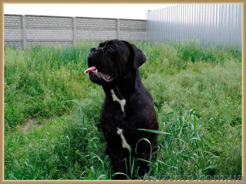 Кане Корсо щенки. Помёт от итальянской пары Чемпионов 093 652 92 29 - <ro>Изображение</ro><ru>Изображение</ru> #4, <ru>Объявление</ru> #1099564