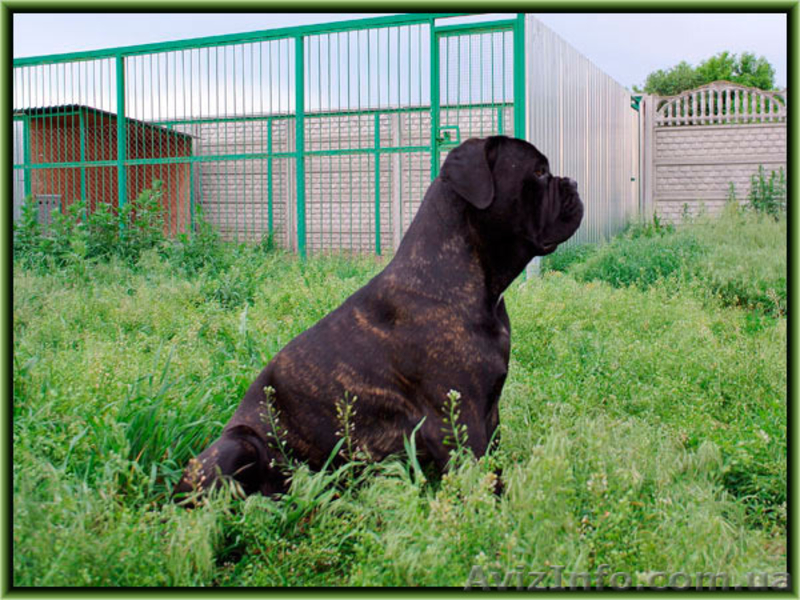 Кане Корсо щенки. Помёт от итальянской пары Чемпионов 093 652 92 29 - <ro>Изображение</ro><ru>Изображение</ru> #5, <ru>Объявление</ru> #1099564