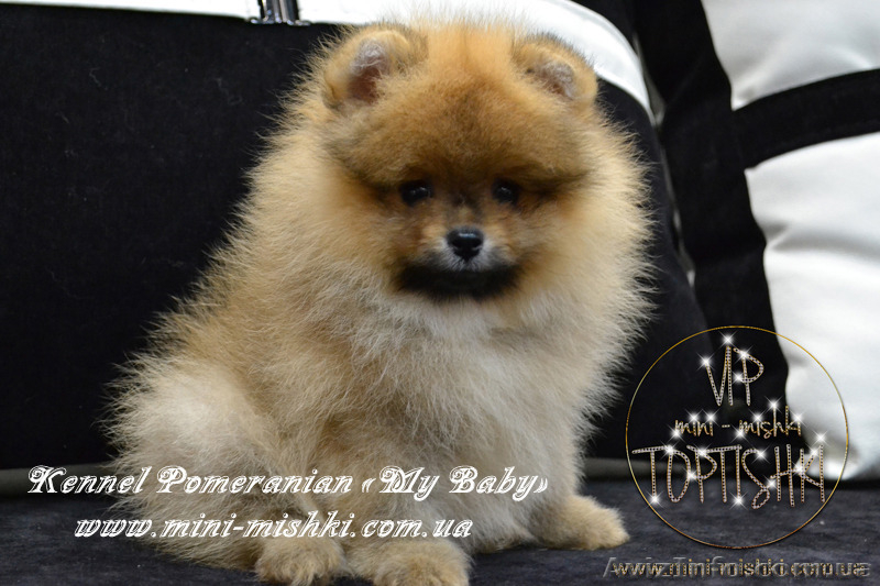 Эксклюзивные щенки померанского шпица редких окрасов VIP-Classa! - <ro>Изображение</ro><ru>Изображение</ru> #4, <ru>Объявление</ru> #1104252