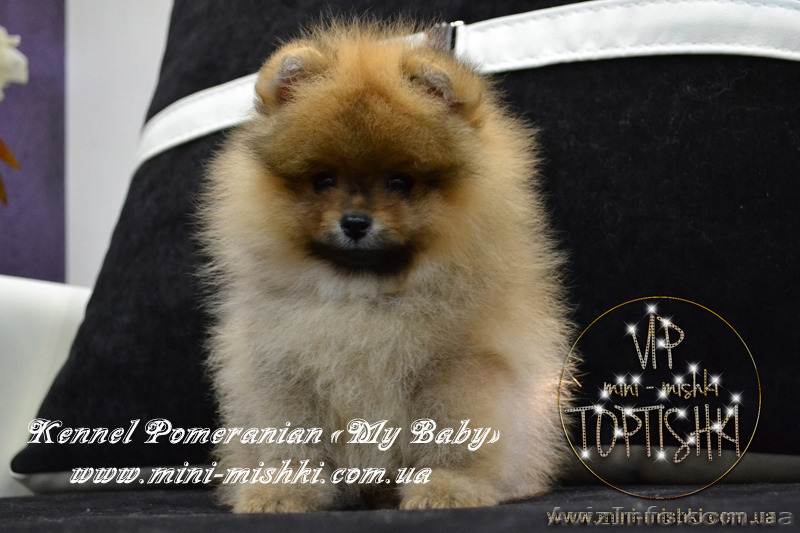 Эксклюзивные щенки померанского шпица редких окрасов VIP-Classa! - <ro>Изображение</ro><ru>Изображение</ru> #5, <ru>Объявление</ru> #1104252