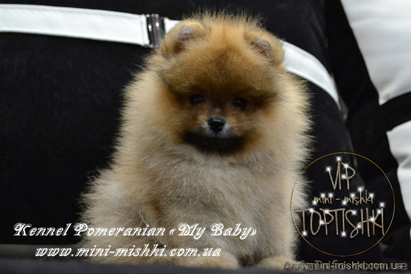 Эксклюзивные щенки карликового померанского шпица Тип-Мишки VIP-Classa - <ro>Изображение</ro><ru>Изображение</ru> #4, <ru>Объявление</ru> #1109542