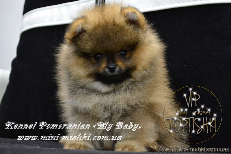 Эксклюзивные щенки померанского шпица редких окрасов VIP-Classa! - <ro>Изображение</ro><ru>Изображение</ru> #3, <ru>Объявление</ru> #1104252