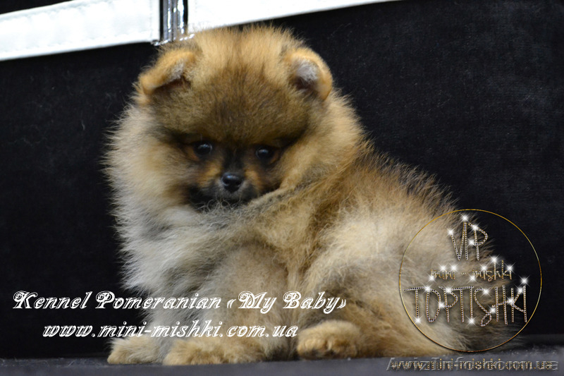 Шикарнейшие мини-щенки карликового померанского шпица SHOW-Classa!!! - <ro>Изображение</ro><ru>Изображение</ru> #4, <ru>Объявление</ru> #1104109
