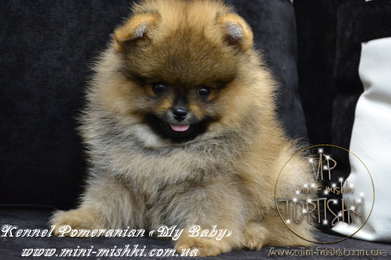 Эксклюзивные щенки померанского шпица редких окрасов VIP-Classa! - <ro>Изображение</ro><ru>Изображение</ru> #1, <ru>Объявление</ru> #1104252