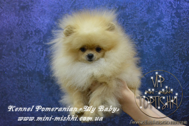 Шикарнейшие мини-щенки карликового померанского шпица SHOW-Classa!!! - <ro>Изображение</ro><ru>Изображение</ru> #1, <ru>Объявление</ru> #1104109
