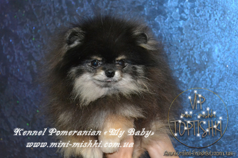 Шикарнейшие мини-щенки карликового померанского шпица SHOW-Classa!!! - <ro>Изображение</ro><ru>Изображение</ru> #2, <ru>Объявление</ru> #1104109