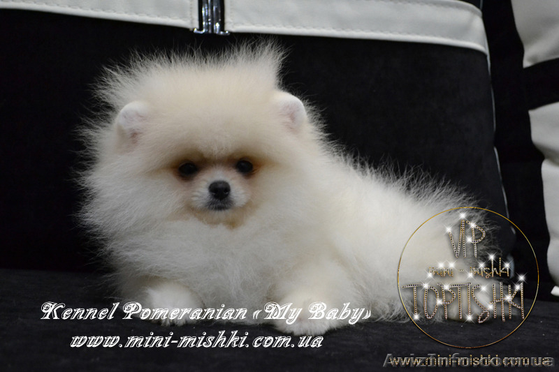 Шикарнейшие мини-щенки карликового померанского шпица SHOW-Classa!!! - <ro>Изображение</ro><ru>Изображение</ru> #3, <ru>Объявление</ru> #1104109