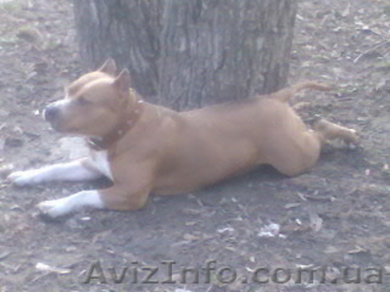 мальчик в активном поиске - <ro>Изображение</ro><ru>Изображение</ru> #2, <ru>Объявление</ru> #1108484