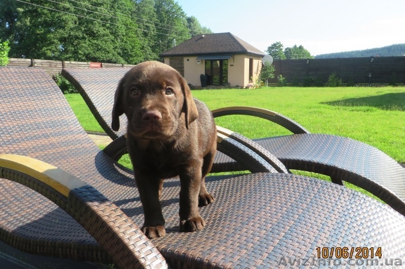 Очаровательный шоколадный лабромалыш - <ro>Изображение</ro><ru>Изображение</ru> #2, <ru>Объявление</ru> #1102581
