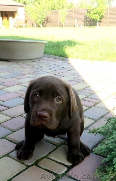 Очаровательный шоколадный лабромалыш - <ro>Изображение</ro><ru>Изображение</ru> #4, <ru>Объявление</ru> #1102581