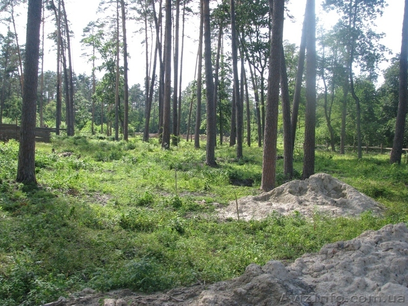 Земля Пуща Водица Оболонь - <ro>Изображение</ro><ru>Изображение</ru> #6, <ru>Объявление</ru> #1054014