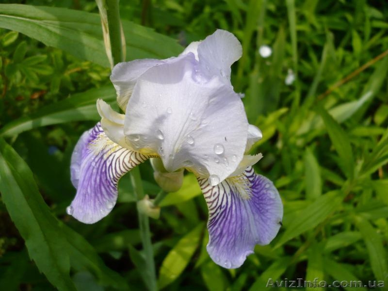 продам ирис на осень ирис сортовые - <ro>Изображение</ro><ru>Изображение</ru> #3, <ru>Объявление</ru> #1106182