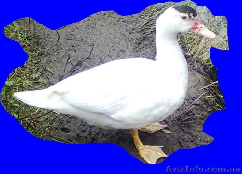 «Мулард Україна» реалізує підрощених каченят різних кросів з Франції. - <ro>Изображение</ro><ru>Изображение</ru> #3, <ru>Объявление</ru> #1120507