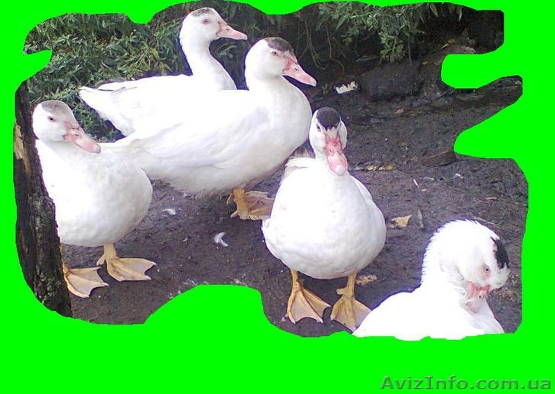 «Мулард Україна» реалізує підрощених каченят різних кросів з Франції. - <ro>Изображение</ro><ru>Изображение</ru> #4, <ru>Объявление</ru> #1120507