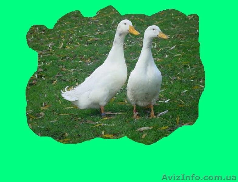 «Мулард Україна» реалізує підрощених каченят різних кросів з Франції. - <ro>Изображение</ro><ru>Изображение</ru> #5, <ru>Объявление</ru> #1120507