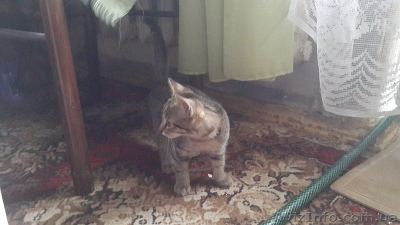 Отдам даром котенка в добрые руки - <ro>Изображение</ro><ru>Изображение</ru> #2, <ru>Объявление</ru> #1113606