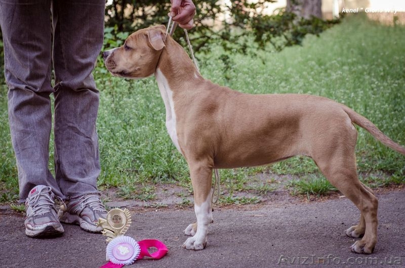 Ам.Стаф.Терьер девочка малышка  - <ro>Изображение</ro><ru>Изображение</ru> #3, <ru>Объявление</ru> #1116297