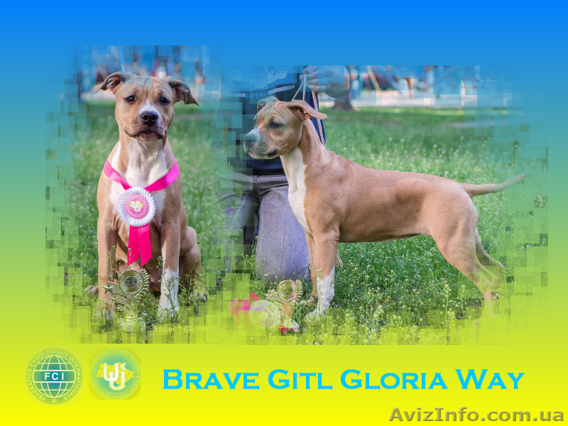 Продам жизнерадосного щенка Амстафф Терьера - <ro>Изображение</ro><ru>Изображение</ru> #1, <ru>Объявление</ru> #1113461