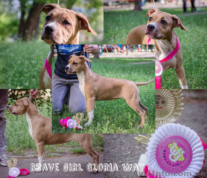 Ам.Стаф.Терьер девочка малышка  - <ro>Изображение</ro><ru>Изображение</ru> #1, <ru>Объявление</ru> #1116297